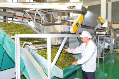 延链补链强链 提质增效增收 秭归首条抹茶清蒸片生产线投产  