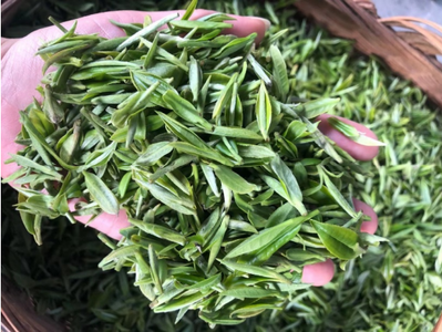 玉泉第五届仙人掌茶文化体验活动举行 