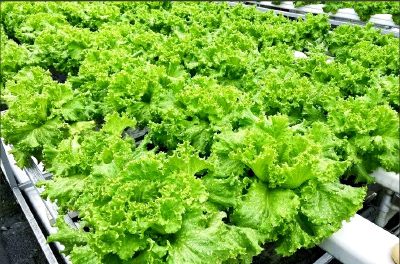 生菜水培一月收割 点军近万斤水培生菜端上餐桌