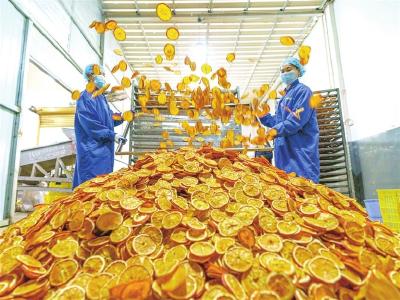 脐橙“药食同源” “掘金”健康赛道