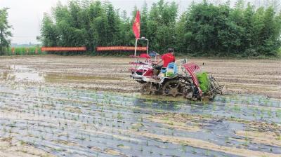 覆膜插秧一体化 绿色种田提质效 宜昌首推全降解地膜种植模式