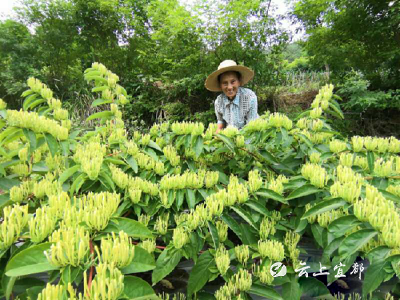 将军故里金银花飘香