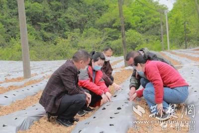 【荆楚网】宜都梁山村：因地制宜兴产业