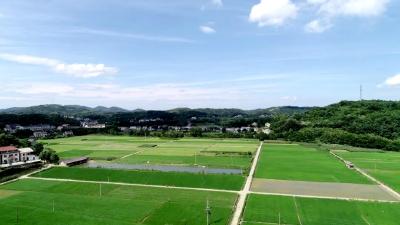 观音桥村：加快土地流转 “转”出乡村振兴新活力 