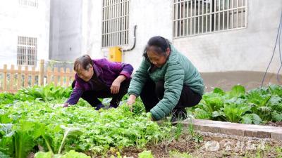 “共享菜园”缔造幸福家园