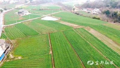 【新春走基层】油菜管护正当时 科技“特派”来助力