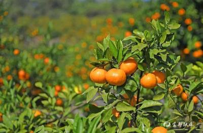 宜都：柑橘“种”出甜蜜百亿产业链