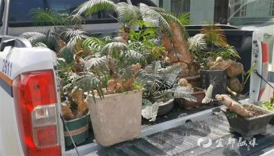 宜都警方追回64株植物界“活化石”