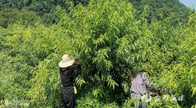 初夏黄桃换“新装”