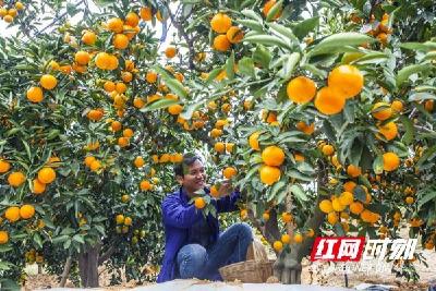 【红网】从1.0到4.0的生态进阶丨湖北宜都柑橘产业带动农民增收20%以上