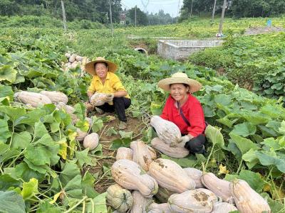 南瓜藤上结出“金疙瘩”