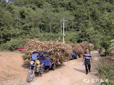 玉米梗子变现了！喜了群众，美了蓝天