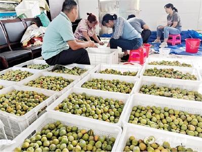 宜都反季节李子首次受益上市