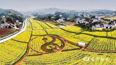 打造油菜“致富田”：油榨坪村免费发放2000余包油菜种