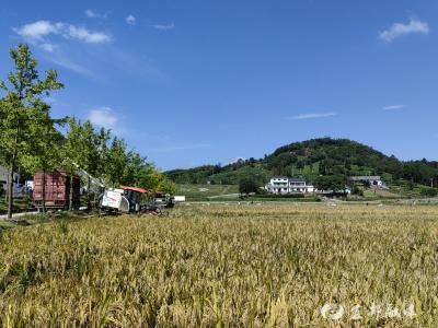 秋收好“丰”景 颗粒归仓忙