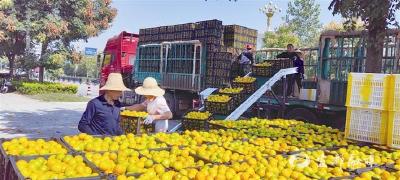 【三峡商报】柑橘喜丰收