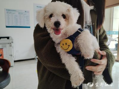 “狗狗档案” 确保文明养犬不掉“链”