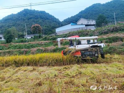 看，这里又“稻”丰收季！