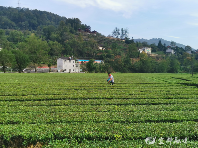 全福河村：秋冬茶园管护忙