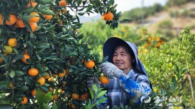 【湖北日报】高坝洲蜜橘“甜蜜逆袭”