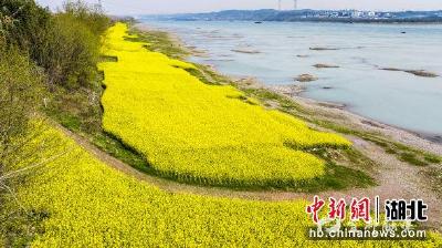 【中国新闻网】湖北宜都：油菜花“扮靓”长江边