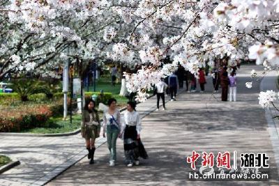 【中国新闻网】湖北宜都：春色正中分 樱花醉游人