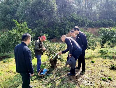 “老树”著“新枝”