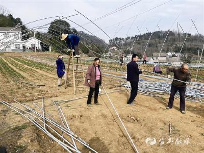 【三峡商报】枝城镇蔬菜大棚恢复生产忙