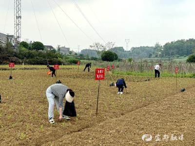 农田“减了肥”，流域“一身轻”