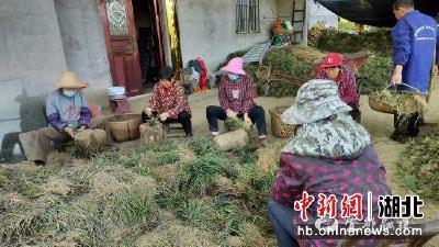 【中国新闻网】湖北宜都发展中药材产业助村民增收