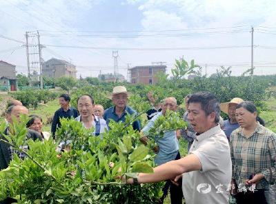 这场培训，让50余名残疾人解锁柑橘种植“科技范”