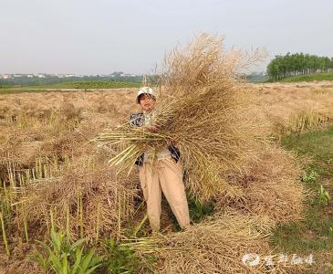 50余亩撂荒地，被她“唤醒”了！