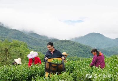 高山乌龙茶 ，绿叶变“金叶”