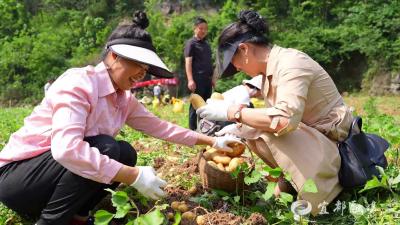 土豆销售，这个村又玩出了新“鲜”花样！