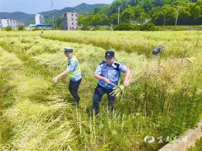 【三峡商报】“90后”交警挥镰抢收暖人心