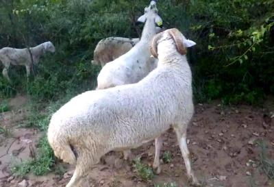 “老张，我家的山羊不见了……”