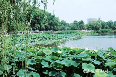 夏日炎炎，到小西湖公园迎接好运“莲莲”