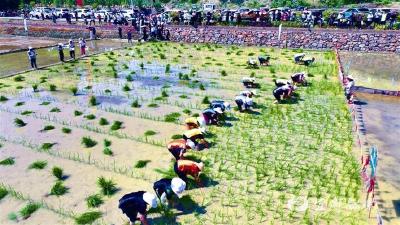 【三峡商报】宜都市举办第三届农耕文化插秧节 快乐有“稻” 千人齐赏乡村之美