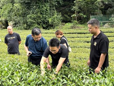 茶园挂上了“专家号”