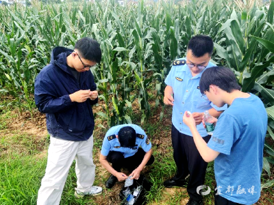 宜都：转基因检测与检疫性有害生物调查同步进行