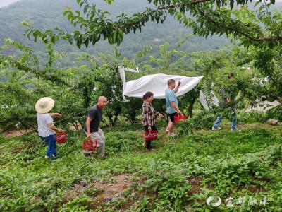 与“李”相约 夏家湾村李子丰收俏销