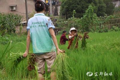 【湖北日报】大学生农田拔草感悟乡村振兴背后的苦与乐