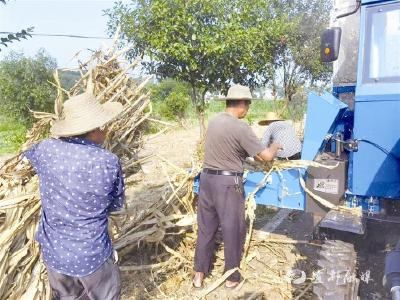 【三峡商报】枝城镇探索秸秆市场化新路径