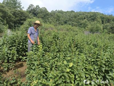 【湖北日报】宜都市栗树垴村：土家山乡致富有“方”