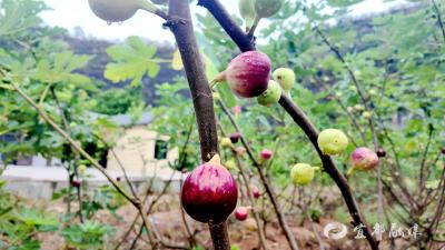 红花套镇：无花果进入采摘季 游客采果尝鲜