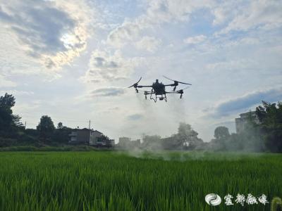 【学习强国】湖北宜都：有了“田保姆” 种地更划算