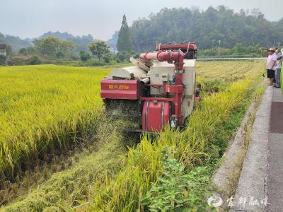 弭水桥村稻油轮作实现耕地高产高效