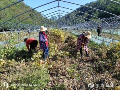 “沉睡”土地特色种植，打通增收新渠道