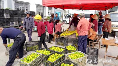 宜都早熟蜜柑已销售近5万吨