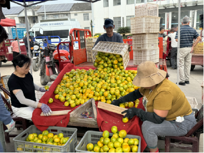 宜都：精品蜜柑销售忙